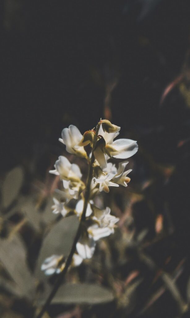 white flowers in tilt shift lens